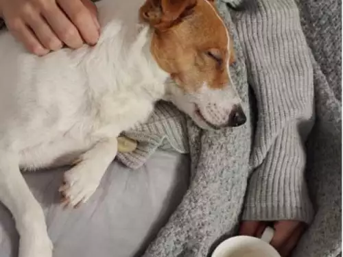 S Bed Treehouse Apartments 2